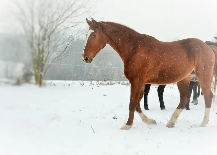 Penzion Eqilon בית הארחה *